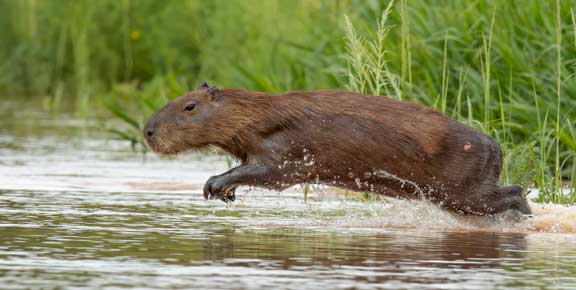 Capybara jumping to evade jaguar
