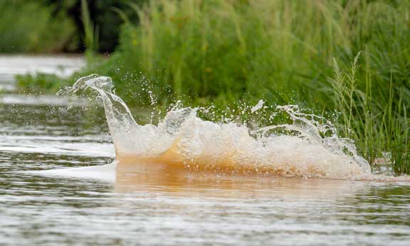 Splash from capybara jumping to evade jaguar