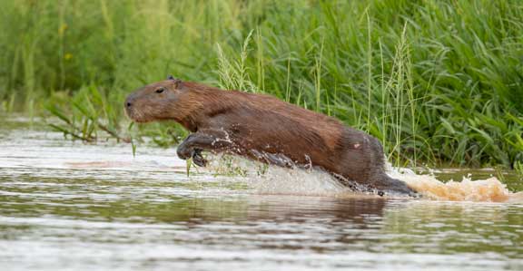 Capybara jumping to evade jaguar