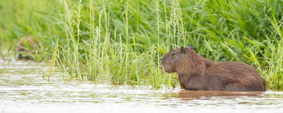 Capybara watching jaguar
