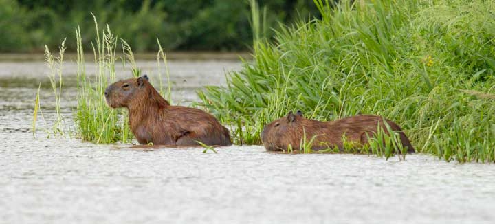 Capybara in the water