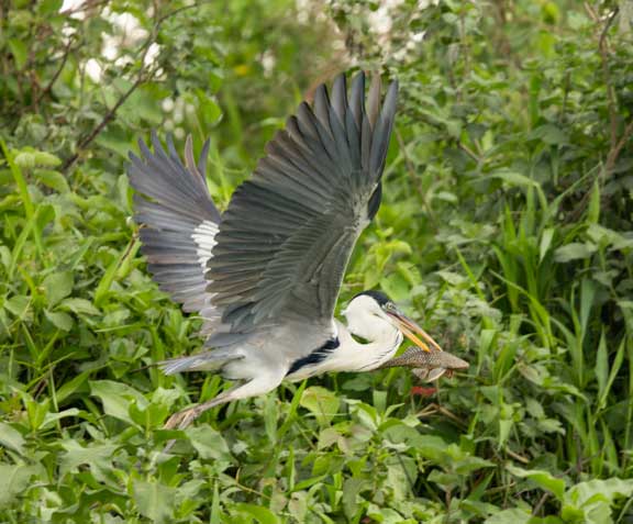 Flying heron with fish in mouth