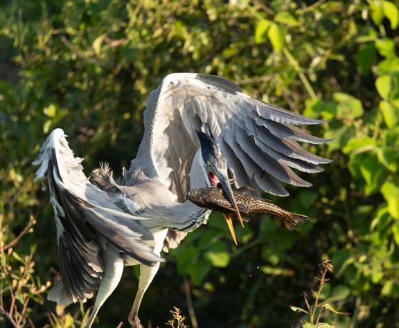 Heron with fish in mouth