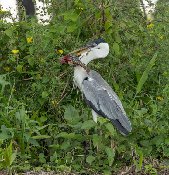 Standing heron with fish in mouth