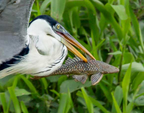 Heron with fish in beak