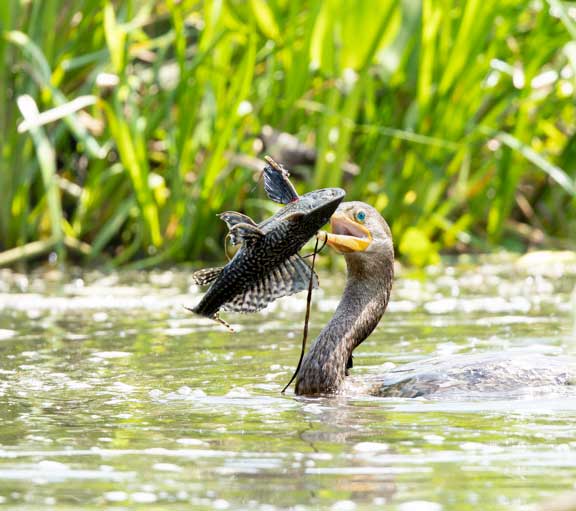 Cormorant with fish in mouth