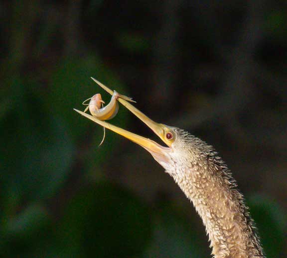 Cormorant with fish in its mouth