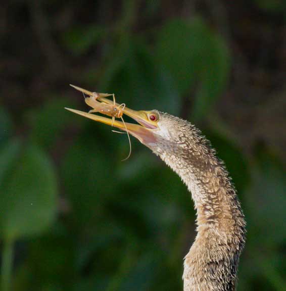 Cormorant with fish in its mouth