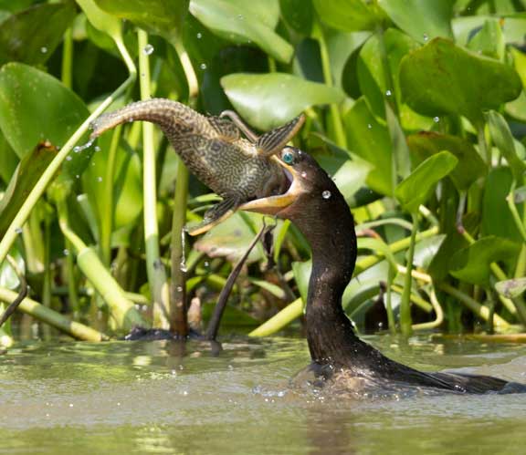 Cormorant swallowing fish