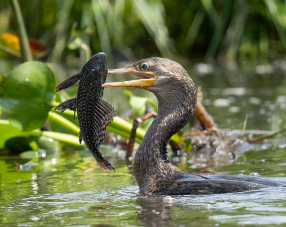 Cormorant with fish in beak