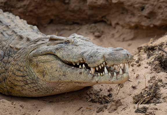 Crocodile snout up close