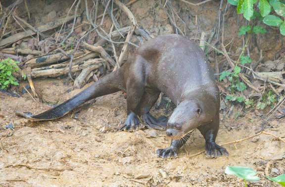 Giant river otter showing webbed feet