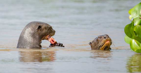 Giant river otter eating eel in front of another otter