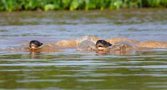 Giant river otter swimming