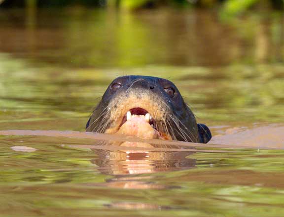 Giant river otter swimming