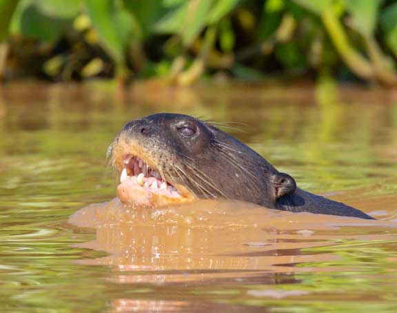 Giant river otter swimming