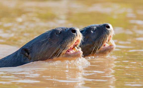 Pair of giant river otters swimming