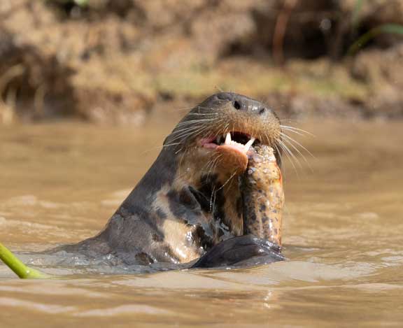Giant river otter eating an eel