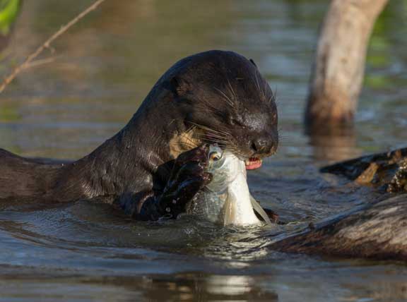 Giant river otter eating a fish