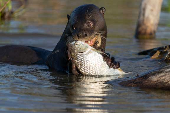 Giant river otter eating a fish