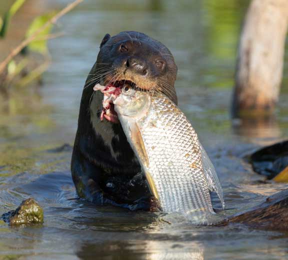 Giant river otter eating a fish