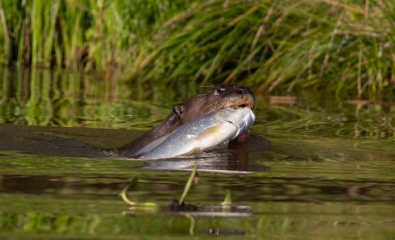 Giant river otter swimming with a fish
