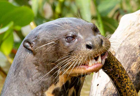 Giant river otter eyes