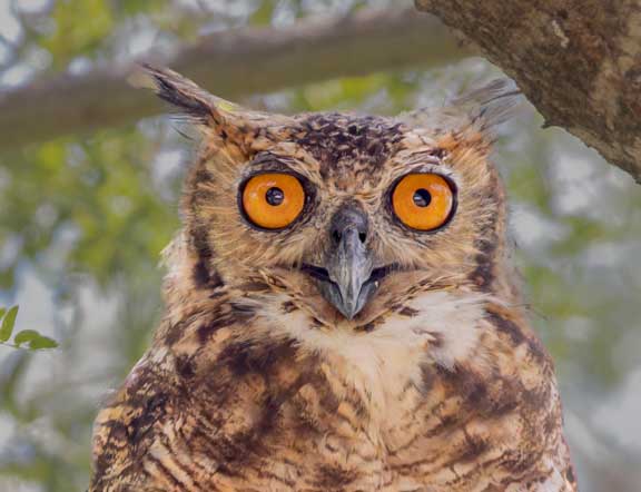 Great horned owl