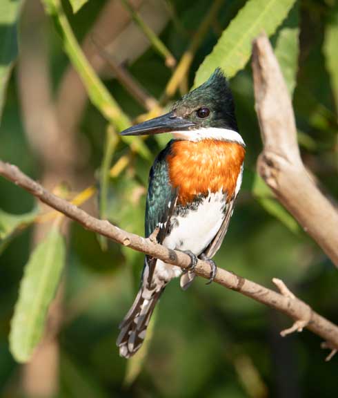 Kingfisher in a tree