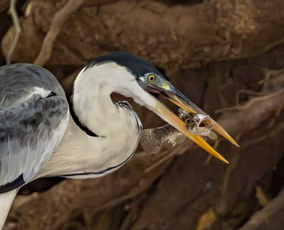 Heron with fish in its mouth