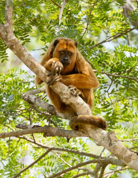 Howler monkey in a tree