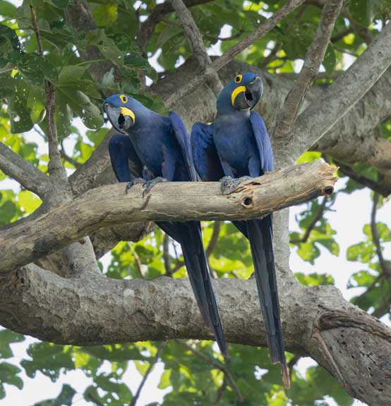 Two hyacinth macaws perching
