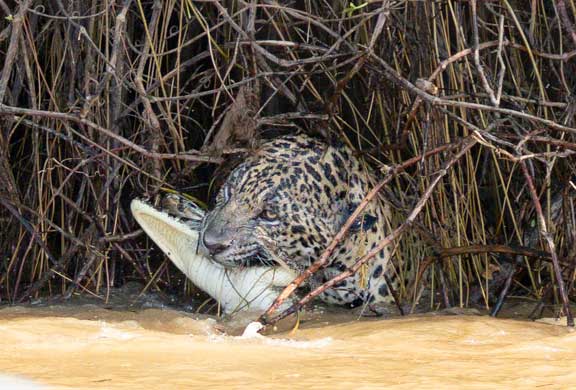 Jaguar with caiman in mouth