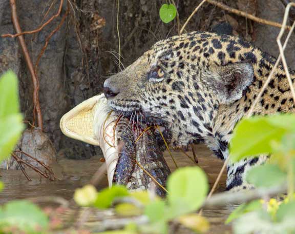 Jaguar with caiman in mouth