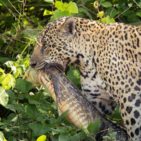Jaguar with small caiman in jaws