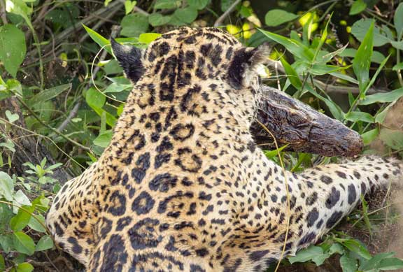 Jaguar with small caiman in jaws.