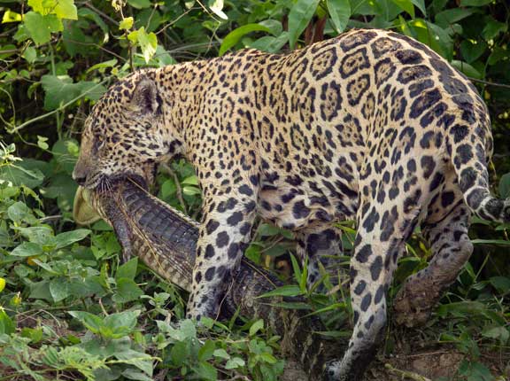 Jaguar with small caiman in jaws.