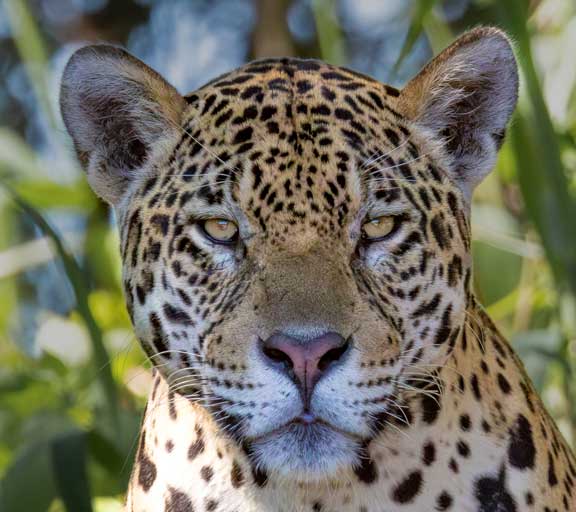 Jaguar face close up
