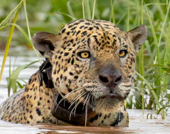 Jaguar face close up