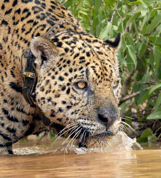 Jaguar face close up
