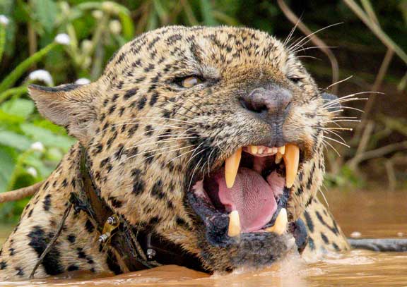 Jaguar face close up
