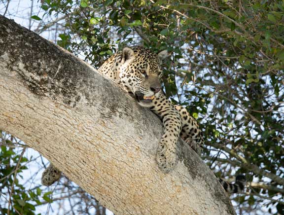 Jaguar in a tree