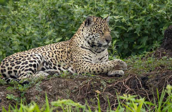 Jaguar posing on ground