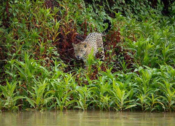 Jaguar hunting a Caiman
