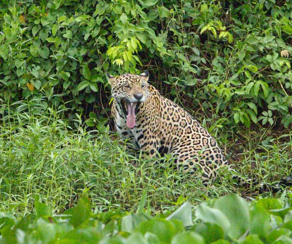 Jaguar hunting a Caiman