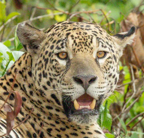 Face of jaguar named Marcela