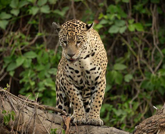Jaguar standing on a log