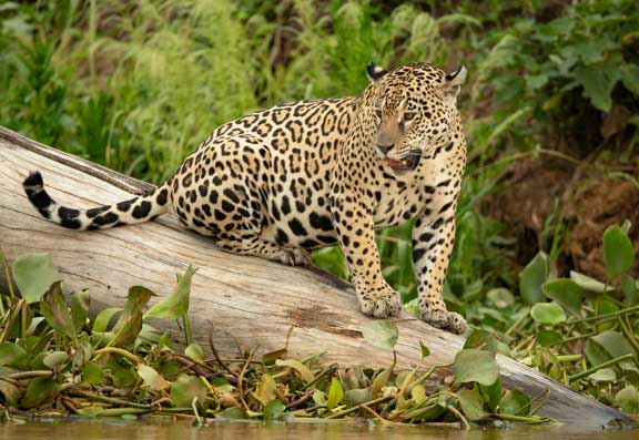 Jaguar standing on a log