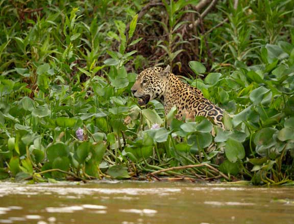 Jaguar in the vegetation at the edge of the river