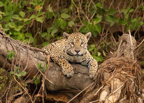 Jaguar hanging over a tree branch